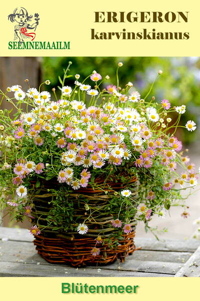 Мелколепестник Карвинского "Blütenmeer" (Эригерон ампельный) Erigeron karvinskianus